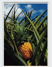 Postcard Aloha Sun Ripened Pineapple Hawaii USA picture