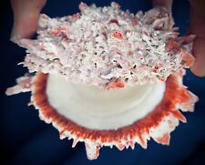 Large Natural Clam Shell  Beautiful Two Piece Red Ruffled  .75 Lb RARE  picture