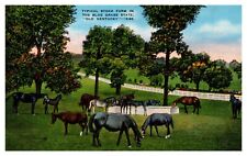 KY Kentucky Blue Grass State Typical Stock Farm Horses Linen Postcard picture