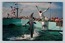 Marineland FL-Florida, Trained Porpoise, Feeding Time, Vintage Postcard picture
