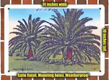 METAL SIGN - Florida Postcard - Sago-Palms In Florida picture