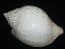 200 mm HUGE & HEAVY Turbinella Pyrum Comoriensis Chank Seashell From SRI LANKA picture