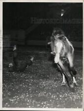 1939 Press Photo World Champion Rodeo Orville Vosler & horse Tequilla in NYC picture