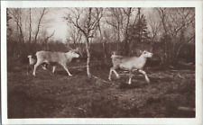 Sweden, Lapland, Rennes, Vintage Print, ca.1920 Vintage Print EP Print picture