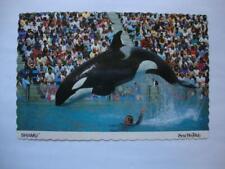 Railfans2 692) 1983 Postcard, San Diego California Sea World, Shamu Killer Whale picture