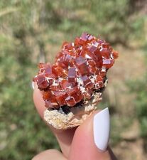 Vanadinite  Lustrous  Bright Red Crystals Morocco  3.9 Cms  :}           picture