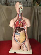 Vintage 1960's?  W. German made large anatomical model picture