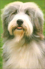 Bearded Collie Dog Postcard ~ New ~ Unused ~ 4