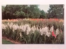 Gladiolus Kingwood Center Mansfield Ohio Postcard picture