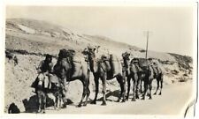 Vintage 1930s Photo of Camels in Desert Between Nablus & Jerusalem Palestine 🐫 picture
