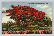 FL-Florida, Colorful Royal Poinciana Tree, Antique, Vintage c1948 Postcard picture