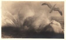 Seagull Escapes a Huge Splash or Storm in the Ocean Vintage 1932 RPPC Postcard picture