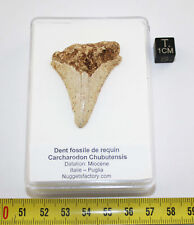 Rare Dent Fossil Shark Carcharodon Chubutensis IN A Box (Italy) picture