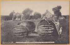 Giant Watermelons-Carving Watermelons in Oklahoma - 1907, Cornish picture