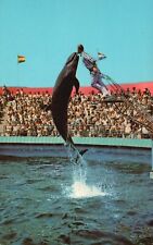 Marineland of the Pacific, CA, Bubbles the Whale, 1966 Vintage Postcard e6874 picture
