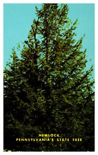 Postcard Hemlock - Pennsylvania's State Tree picture