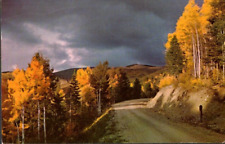 New Mexico Aspen Trees in the Fall 1966 Postmark Vintage Postcard picture