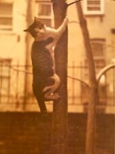 (AeD) FOUND PHOTO Photograph Snapshot Artistic Cat Kitty Climbing Tree Vintage  picture