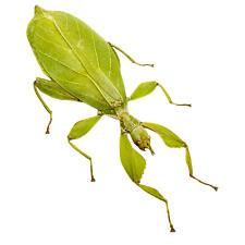 Green Leaf Insect Phyllium tobeloense bhaskarai Indonesian Specimen (F) picture