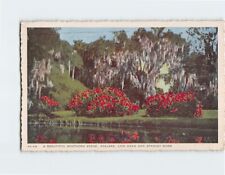 Postcard A Beautiful Southern Scene Azaleas Live Oaks Spanish Moss USA picture