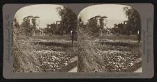 A vista of the grounds, Hotel Green, Pasadena, California Old Photo picture