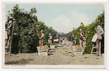 Men Picking Oranges in a California Grove Lithograph Unposted Postcard picture