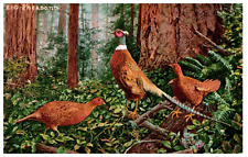 2110 Pheasants in the Forrest CA Mitchell Corvalis Cancel Postcard 1913 picture