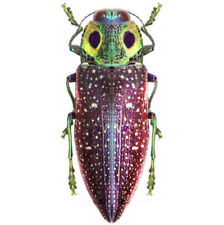 Lampropelpa rothschildi green purple owl eye beetle Madagascar unmounted picture
