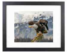 Bald Eagle American National Bird US USA Freedom Symbol 8X10 Matted Framed Photo picture