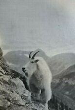 1906 William T. Hornaday Mountain Goats of Rocky Mountains illustrated picture