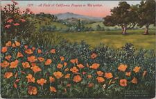 Field of California Poppies in Midwinter c1910s Postcard picture