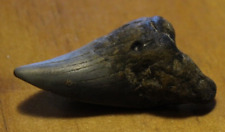 Benedeni Shark tooth 