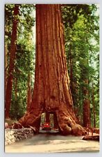 c1950s Wawona Tunnel Tree Mariposa Grove Yosemite California CA Vintage Postcard picture
