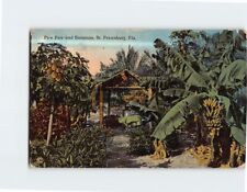 Postcard Paw Paw & Bananas St. Petersburg Florida USA picture