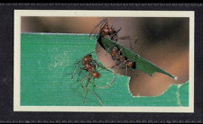 LEAF CUTTER ANTS - 30 + year old English Tobacco Card # 9 picture