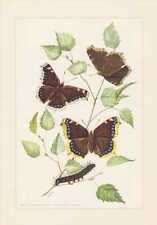Camberwell Beauty Nymphalis Antiopa Colour Printing From 1959 Butterflies picture