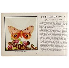 Io Emperor Moth 1934 Butterflies Of America Antique Insect Art PCBG14C picture