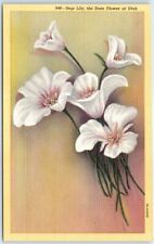 Postcard - Sego Lily, the State Flower of Utah picture