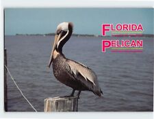Postcard Florida Pelican USA picture