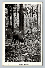 Washburn WI-Wisconsin, Deer In The Woods, Scenic View, Vintage Postcard picture