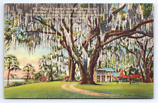 Postcard Mandarin Florida Florida's Largest Live Oak at Stowe Lodge picture