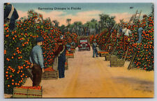 Vintage Postcard Harvesting Oranges in Florida picture