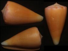Tonyshells Seashells Conus sazanka 36mm F+, ffresh dead still in good condition picture