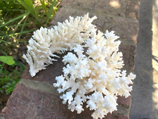 TWO NATURAL WHITE CORAL SEA OCEAN REEF SPECIMENS picture