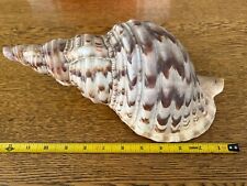 Giant Pacific Triton Shell 12” 30 cm picture