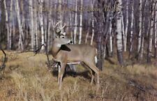 Vintage Deer Postcard  BUCK  SENSING DANGER  GLADWIN MICHIGAN  UNPOSTED picture