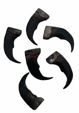 10 RESIN DARK 2 IN GRIZZLY BEAR CLAWS #011 imitation big claw wild animals new picture