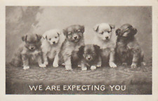 Postcard c1908 - Cute Puppies, 