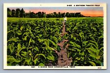 Postcard Vtg Tennessee Southern Tobacco Field Greeneville Farming picture