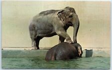 Postcard - Elephants picture